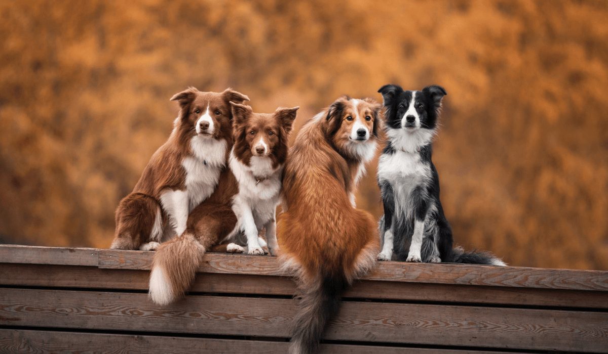Dogecoin Taklitleri: Shiba ve Diğerleri...