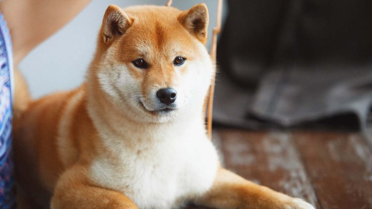 Analist: Shiba Inu’dan Artık Bu Düzeyleri Bekleyin!