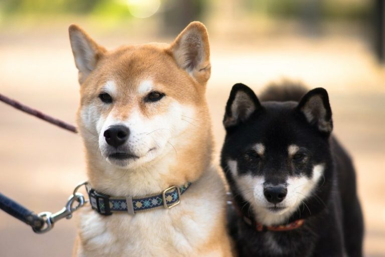 Müjde: SHIB Rakibi Meme Coin Dev Borsaya Giriyor!