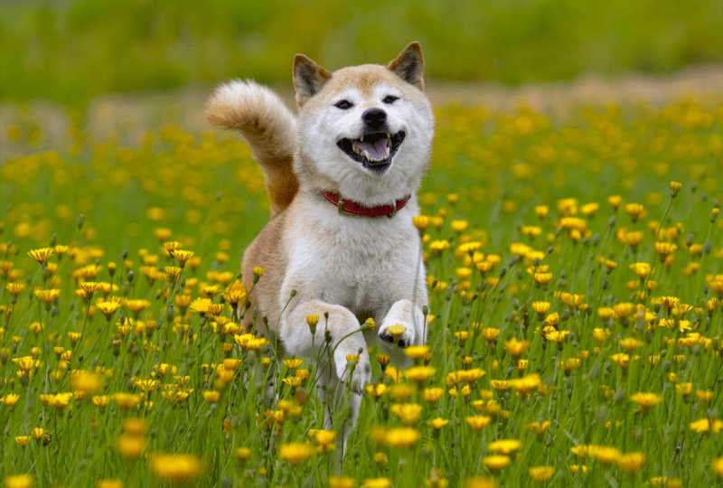 Shiba Inu (SHIB), 2022 Yılına Balinalar Ortasında En Tanınan Varlık Olarak Giriyor