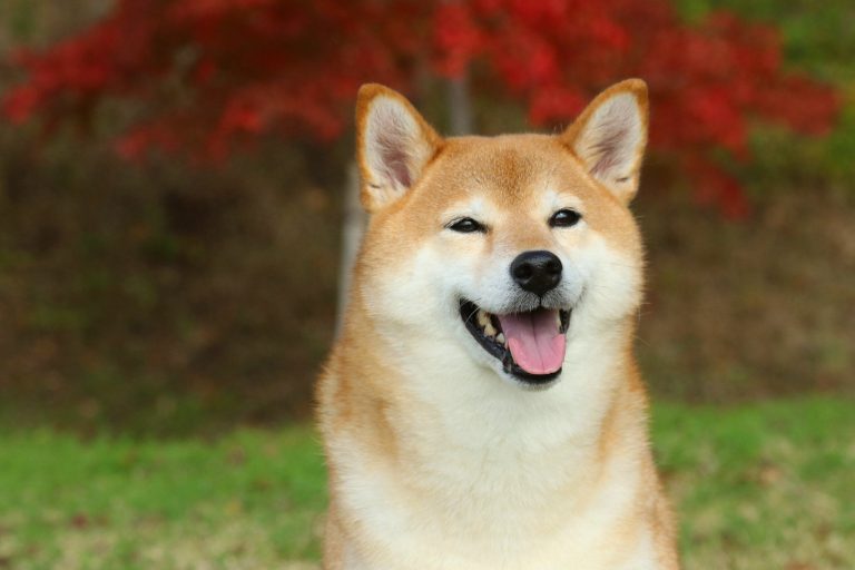 Onmilyonlarca Shiba Inu Yok Oldu: Bu Tarihe Dikkat!