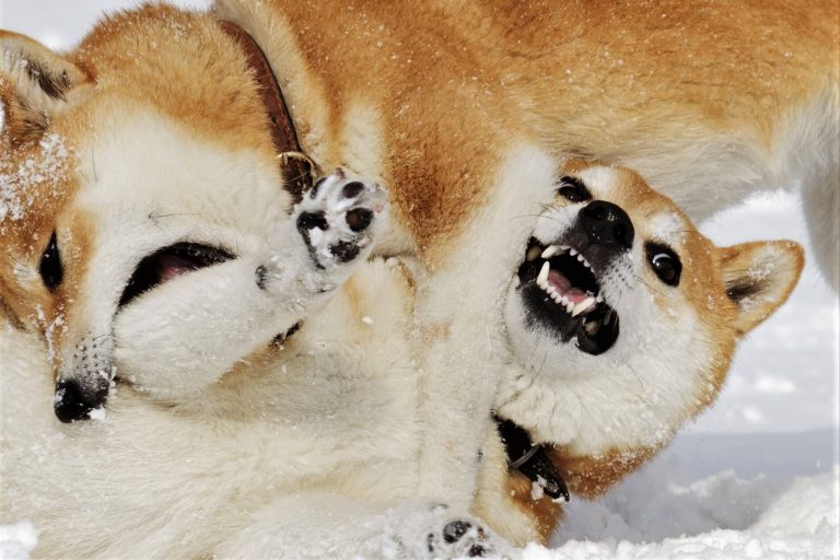 3 Defa Haklı Çıkan Analistten SHIB ve Dogecoin Uyarısı Geldi!