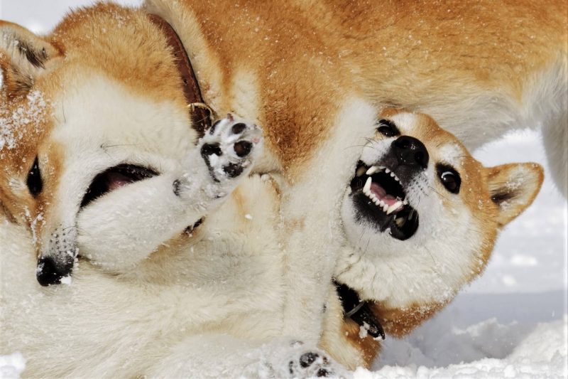 3 Defa Haklı Çıkan Analistten SHIB ve Dogecoin Uyarısı Geldi!
