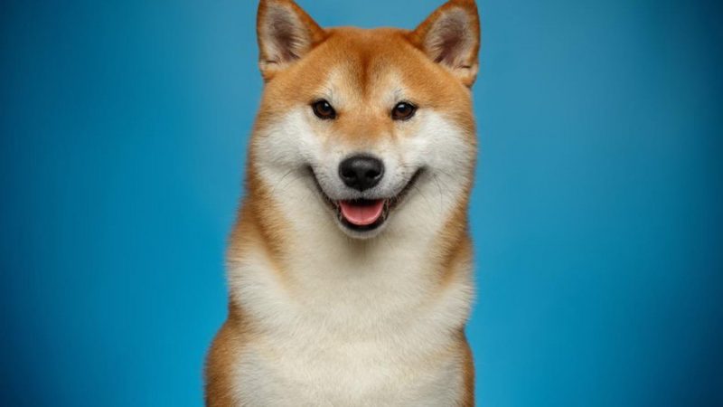 3 Kere Haklı Çıkan Analist: Shiba Inu, DOGE ve Bunlar Çökmeli!