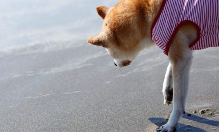 Araştırmacıdan Büyük İhtar: Balinalar SHIB ve DOGE’u Yutabilir!