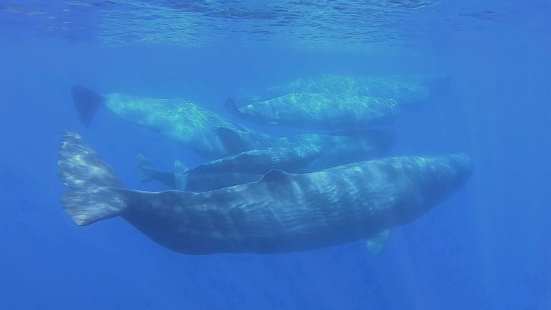 Bilgilere Nazaran Ethereum (ETH) Balinaları Loopring (LRC) Alım Satımı Yapıyor