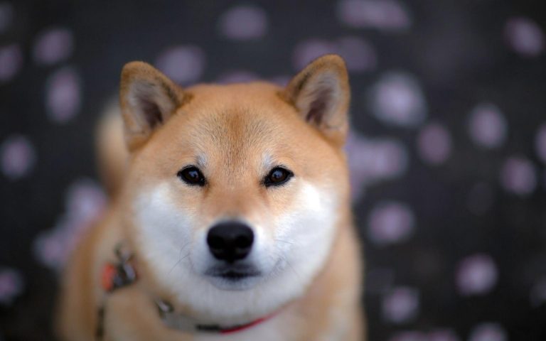 Bu Meme Coin Fırladı: İşte SHIB ve DOGE’i Geçmesinin Nedeni!