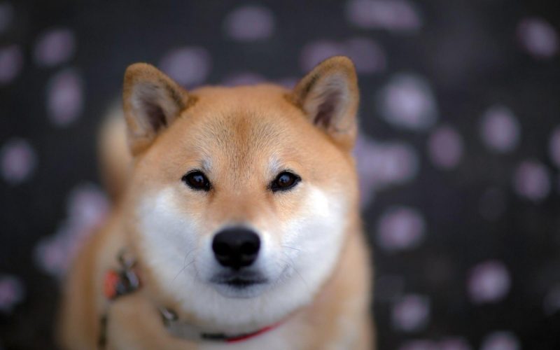 Bu Meme Coin Fırladı: İşte SHIB ve DOGE’i Geçmesinin Nedeni!