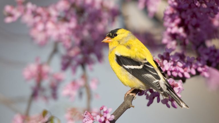 DeFi Protokolü Goldfinch, a16z Liderliğindeki Tıpta 25 Milyon Dolar Yatırım Aldı