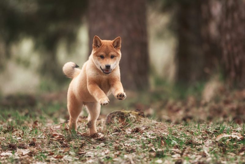 DOGE, SHIB Çakıldı: Bu Meme Coin ise Tek Haberle Fırladı!