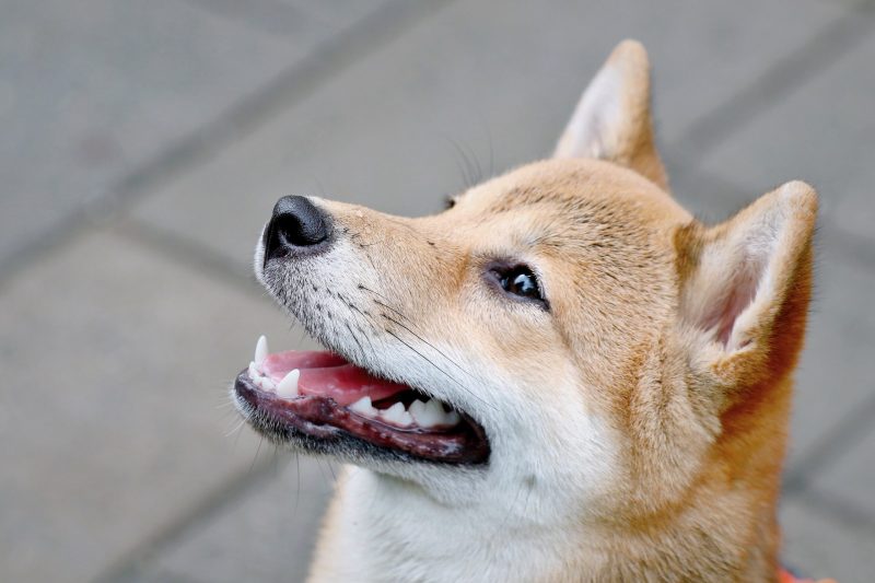 Elon Musk DOGE Değil, Bu Altcoin’i Uçurdu: Yüzde 261.000!