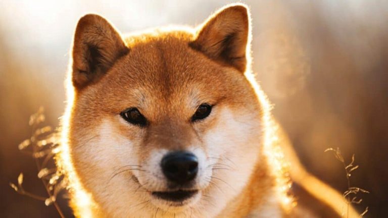Google Trends Aramalarında Shiba Inu (SHIB) 90 Günün En Düşük Düzeyinde
