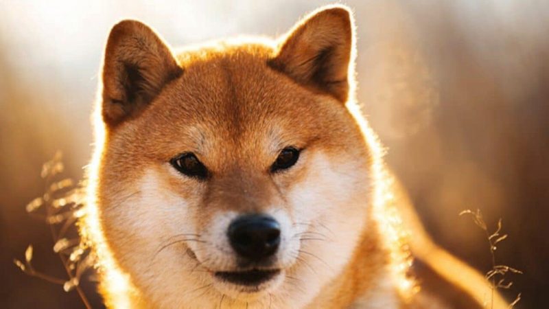 Google Trends Aramalarında Shiba Inu (SHIB) 90 Günün En Düşük Düzeyinde