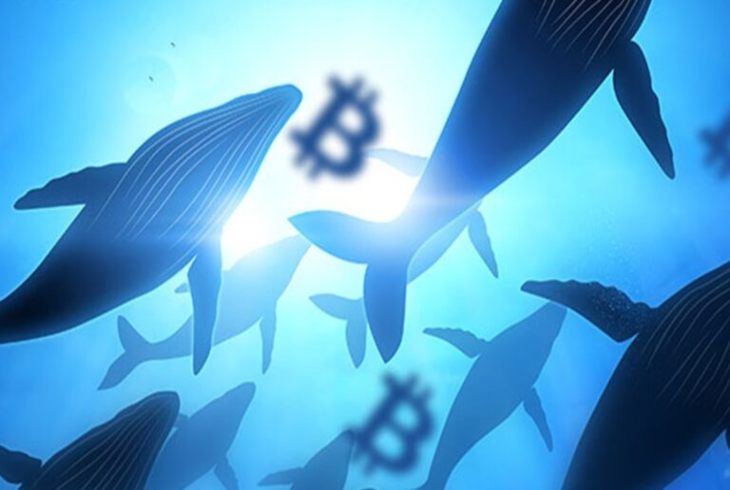 Santiment Gizemi Çözdü: Bakın Bitcoin Balinaları Ne Yapıyor!