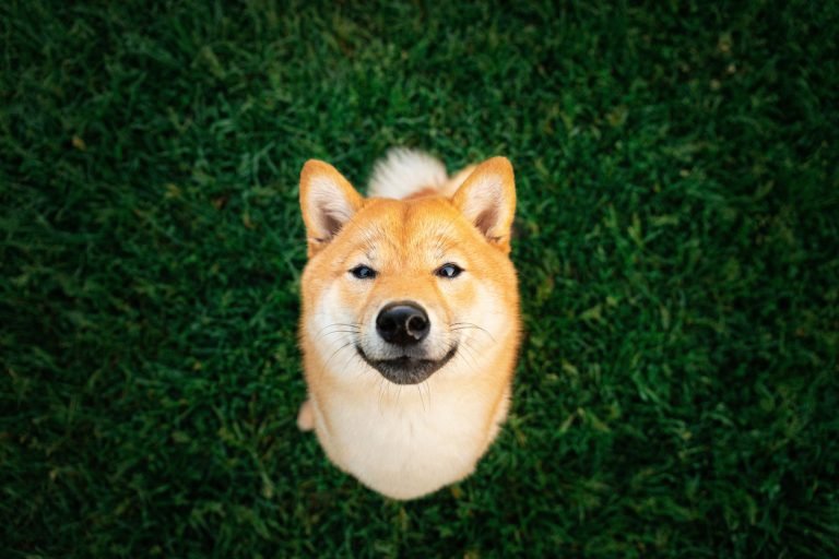 SHIB, DOGE Değil: Balinalar Bu Meme Coin’den Stokluyor!