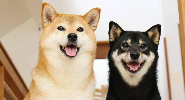 SHIB, DOGE ve BTC Çöküyor: Bu Meme Coin ise Patladı!