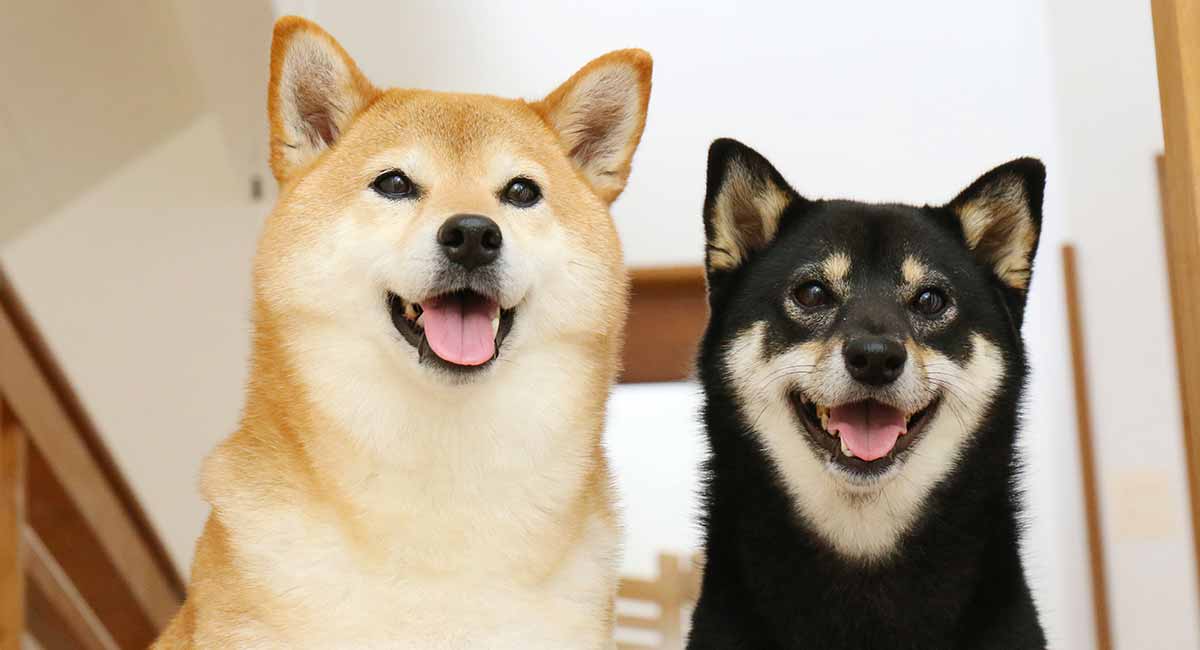 SHIB, DOGE ve BTC Çöküyor: Bu Meme Coin ise Patladı!