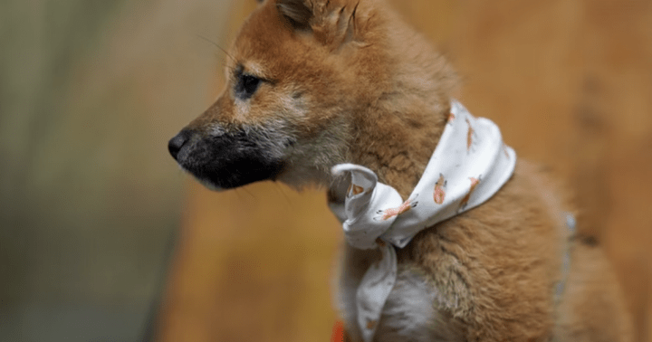 SHIB, DOGE ve FLOKI Çöktü: Bu Şaşırtan Meme Coin ise Patladı!