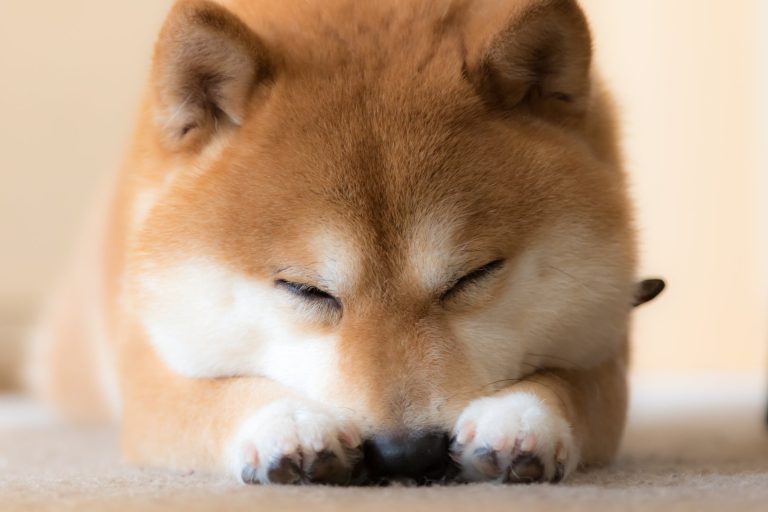 SHIB Hür Düşüşte: DOGE, AVAX ve DOT’un Gerisine Düştü!