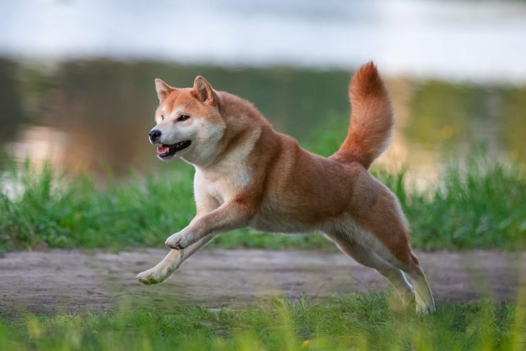 SHIB Önderi: Shiba Inu, Piyasası Sallayacak Bir Haberle Geliyor!