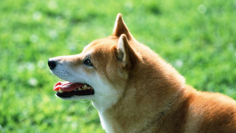 SHIB yahut DOGE Değil: Bu Meme Coin Tek Haberle Uçtu!