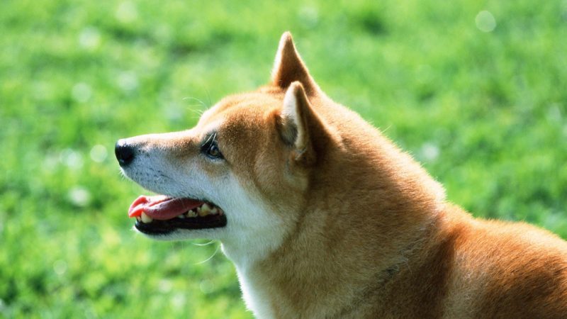 SHIB yahut DOGE Değil: Bu Meme Coin Tek Haberle Uçtu!