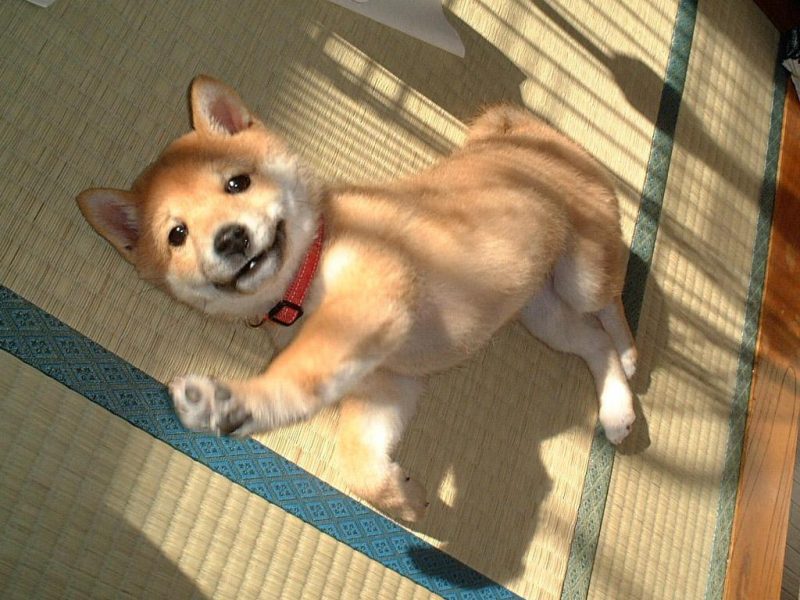 Shiba Inu Devasa İştiraki Duyurdu: İşte Ayrıntılar…