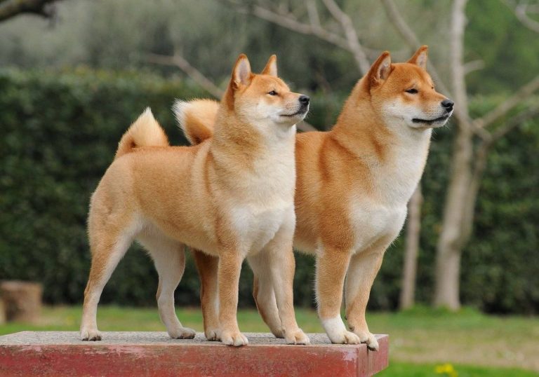 Shiba Inu Durmuyor: SHIB 2 Yeni Borsaya Giriyor!