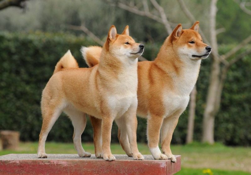 Shiba Inu Durmuyor: SHIB 2 Yeni Borsaya Giriyor!