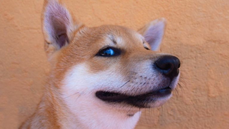 Shiba Inu Gelecek Hafta Bu Düzeylerde Olabilir!