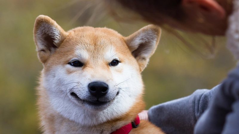 Shiba Inu Grubu, CoinMarketCap’e Yönelttiği Suçlamayı Geri Çekti