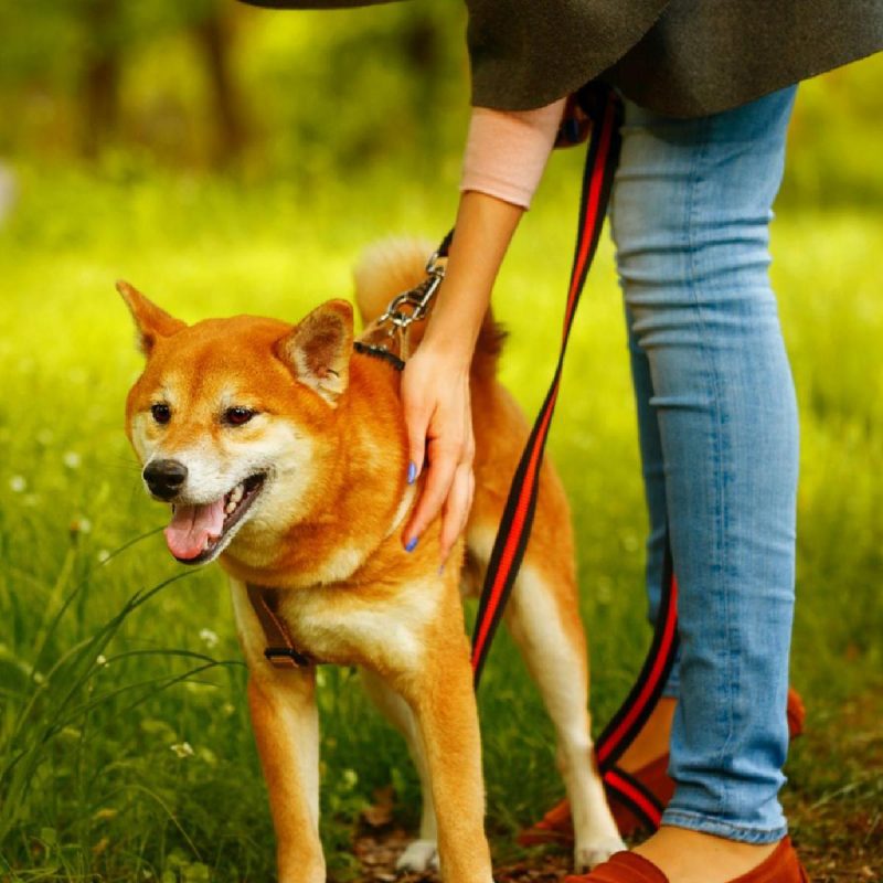 Shiba Inu ve 10 Altcoin İçin Müjde: Bu Şirket Ekliyor!