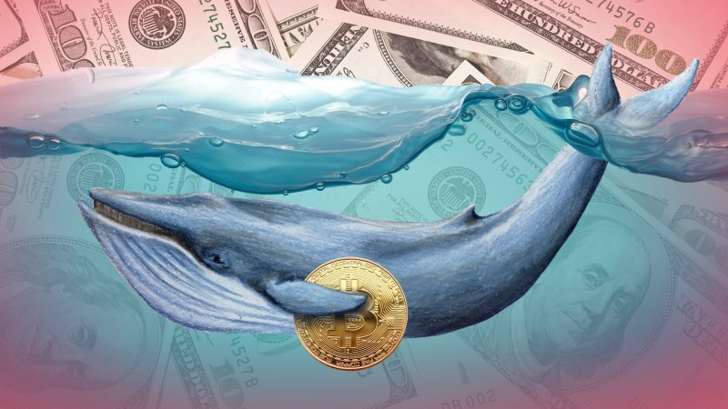 Ünlü Balina Uyardı: Yanlış Yapıyorsunuz! Zira Bitcoin…