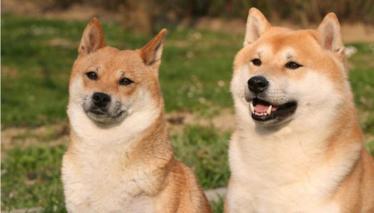 3 Analist: Shiba Inu ve DOGE’de Bu Düzeyleri Bekleyin!