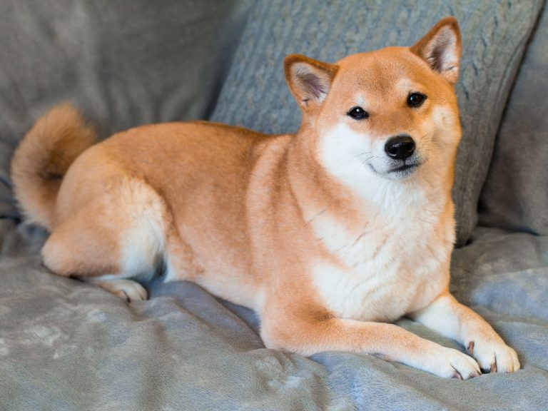 Avrupa Devinden Shiba Inu Muştusu: Devamı Geliyor!