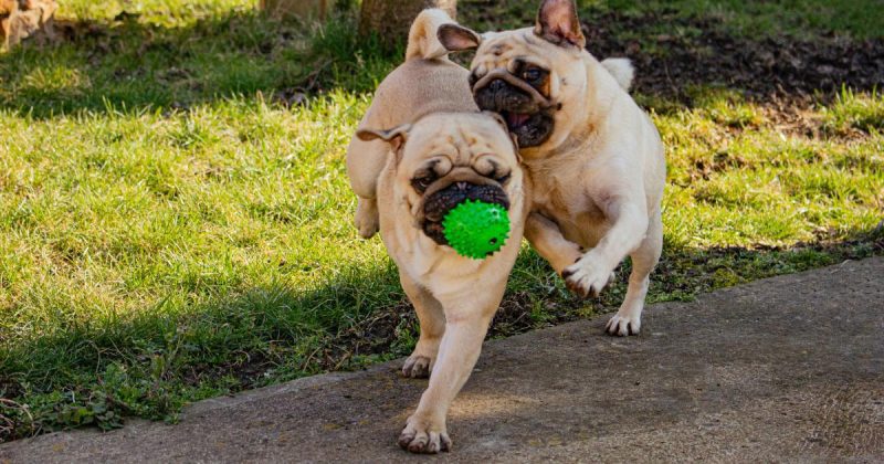 Bu Metaverse Coin, SHIB ve DOGE’u Solladı: Fiyat Uçtu!