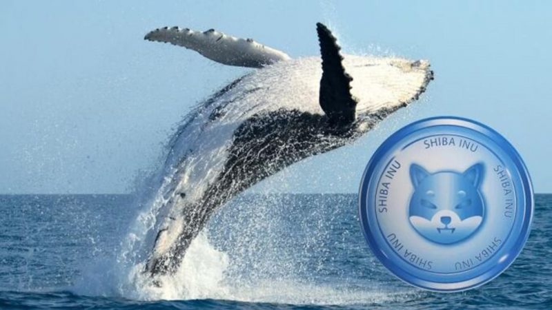 Devasa SHIB Balinası, Yeni Avını Belirledi: Bu Altcoin’ler!
