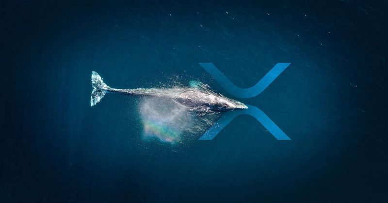 Kripto Balinası, 120 Milyon XRP’yi Özel Cüzdana Taşıdı