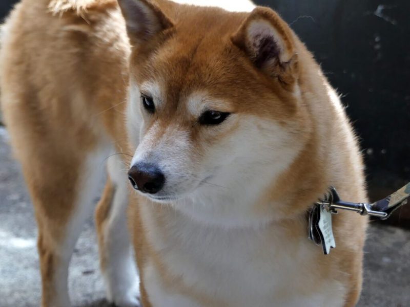 SHIB, DOGE Değil: Bu Meme Coin Tahtadan Uçuyor!