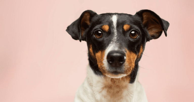 SHIB, DOGE Değil: Bu Meme Coin Tek Tweetle Uçtu!
