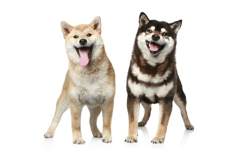 SHIB yahut DOGE Değil: Bu Meme Coin Balinaları Çekiyor!