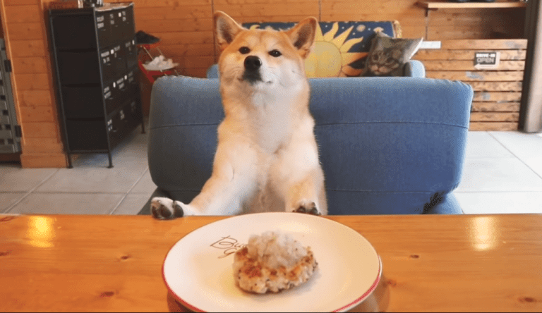 Shiba Inu Başkanı, İştiraki Duyurdu: Büyük Mutabakat Geliyor!