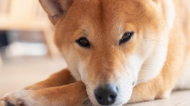Shiba Inu İçin Bomba Varsayım: Bu Düzeyler Geliyor!