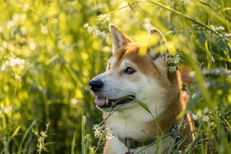 Shiba Inu İnanılmaz Geliyor: Analist Bu Dorukları Çağırıyor!