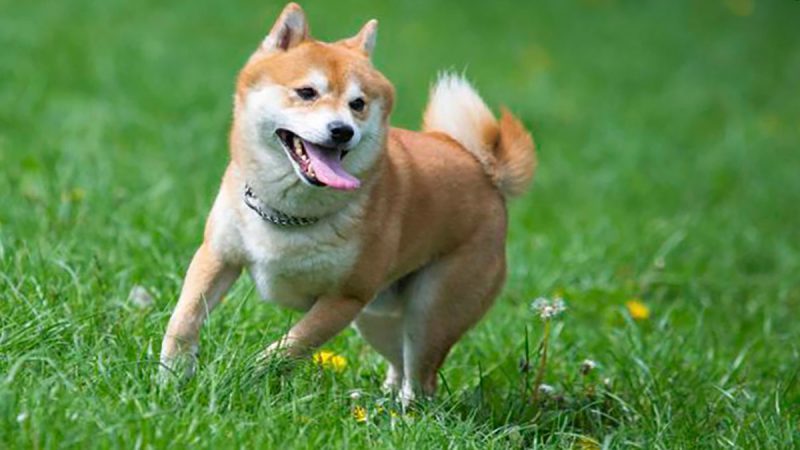Shiba Inu, Metaverse Devleriyle Rekabet Edecek Projeyi Duyurdu!
