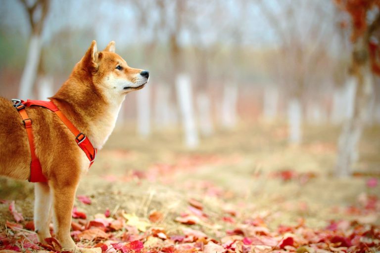 Shiba Inu (SHIB) Artık Binance Custody Tarafından Destekleniyor