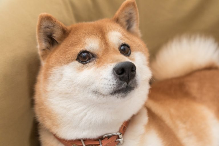 Ünlü CEO’dan Dev Shiba Inu Öngörüsü! “Fiyat Artabilir”