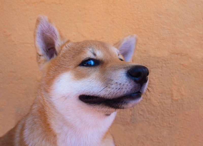 Avustralya Merkezli Güç Şirketi, Shiba Inu (SHIB) Ödemelerini Kabul Edecek