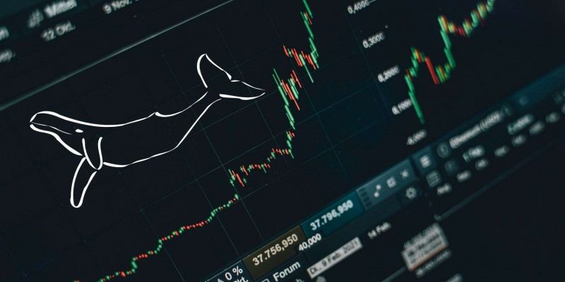 Balinalar, Bu Küçük Balıkları Yutuyor: İşte 20 Altcoin’lik Liste!