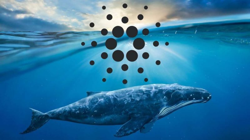 Cardano Balinaları Harekete Geçti: İşte Kıymetli Gelişmeler!